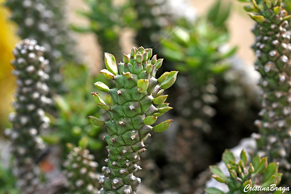 Euphorbia guentheri