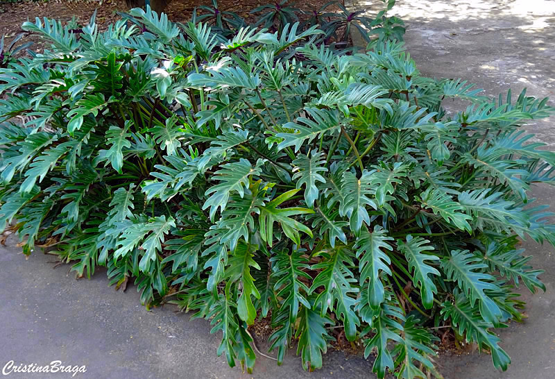 Filodendro xanadu - Philodendron xanadu