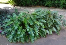 Filodendro xanadu – Philodendron xanadu