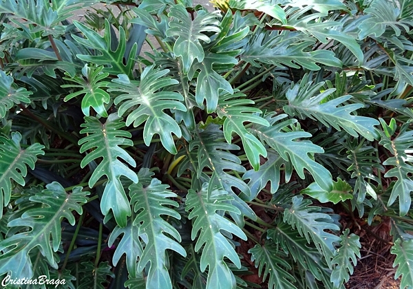 Filodendro xanadu - Philodendron xanadu