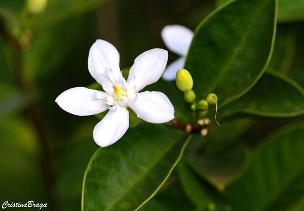 Flocos de Neve - Wrightia antidysenterica