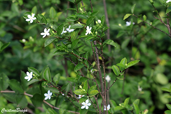 Flocos de Neve - Wrightia antidysenterica