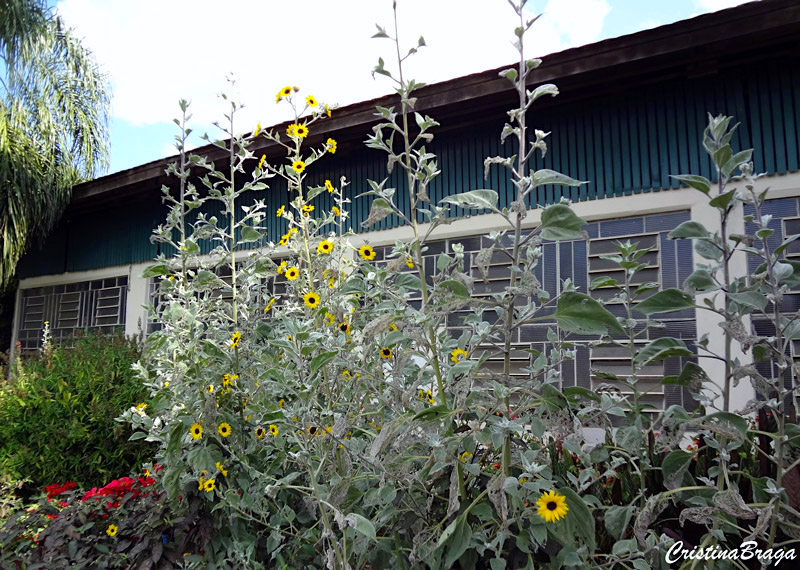 Girassol de jardim - Helianthus tuberosus