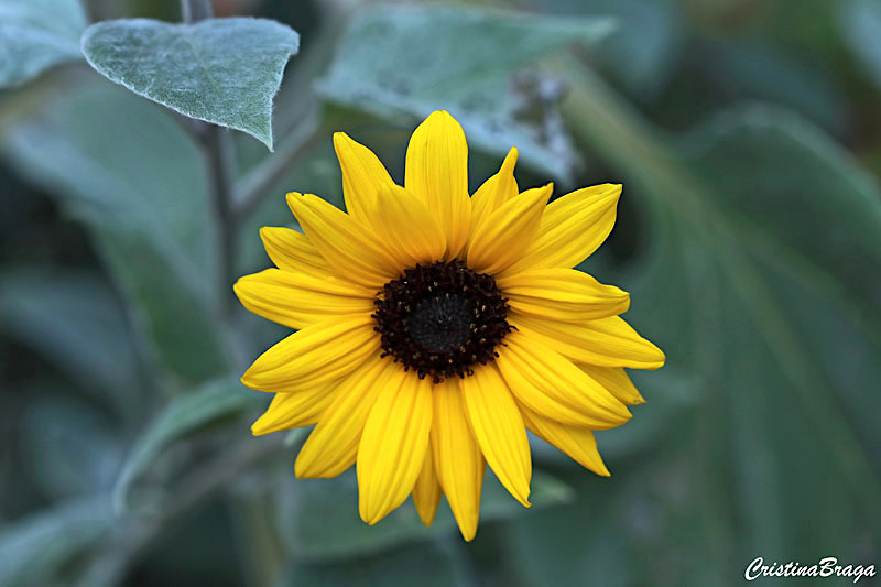 Girassol de jardim - Helianthus tuberosus