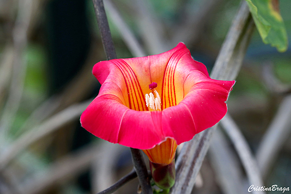 Ipoméia Africana - Stictocardia macalusoi