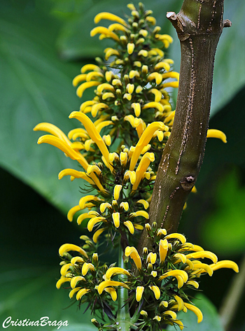 Justicia amarela - Justicia aurea