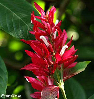 Justicia vermelha - Megaskepasma erythrochlamys