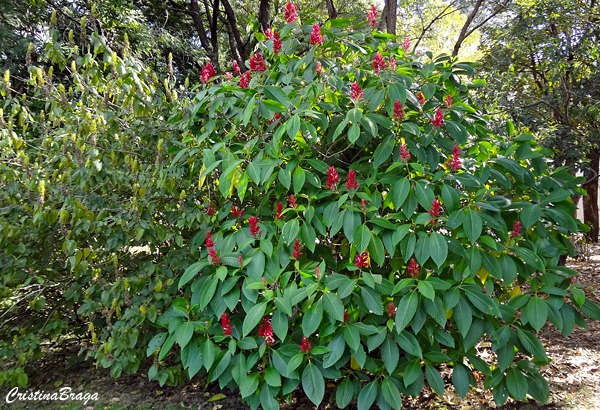 Justicia vermelha - Megaskepasma erythrochlamys - Flores e Folhagens