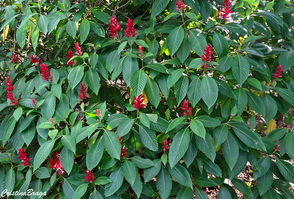 Justicia vermelha - Megaskepasma erythrochlamys - Flores e Folhagens