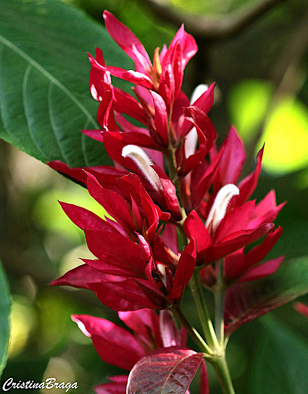 Justicia vermelha - Megaskepasma erythrochlamys - Flores e Folhagens