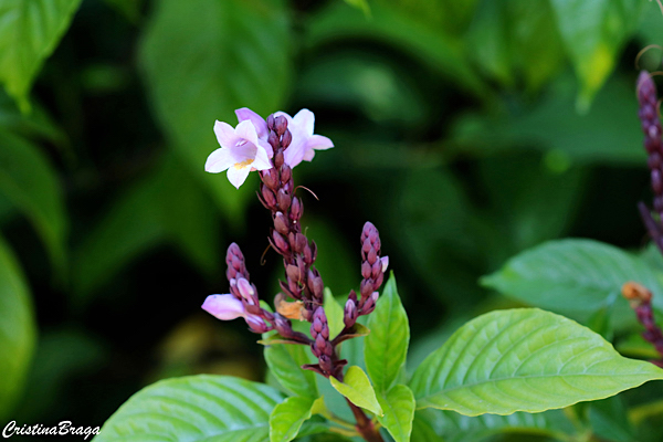 Sininho - Phlogacanthus turgidus