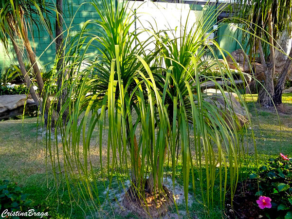 Pata de elefante - Beaucarnea recurvata