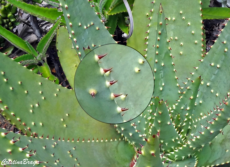 Aloe aculeata