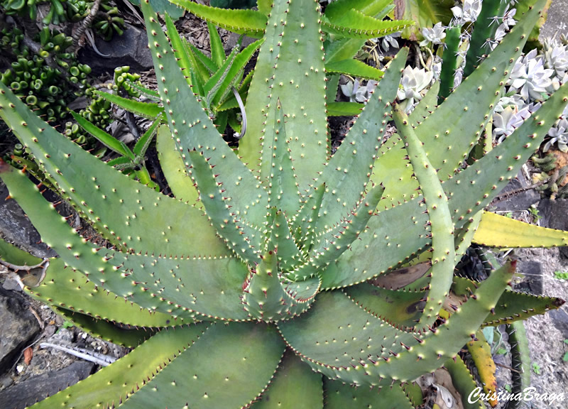 Aloe aculeata