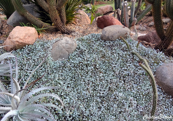 Cascata de prata - Dichondra argentea