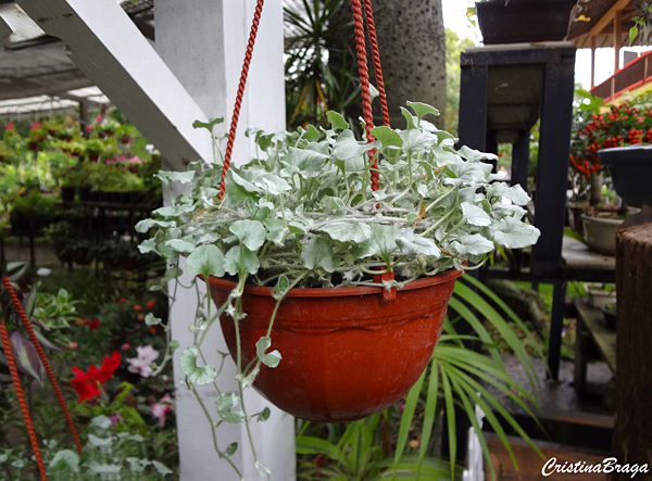 Cascata de prata - Dichondra argentea