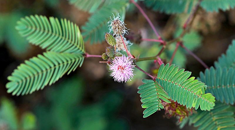 Dormideira - Mimosa pudica - Flores e Folhagens