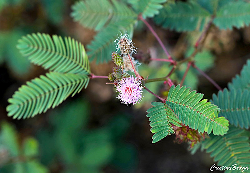 Dormideira - Mimosa pudica - Flores e Folhagens