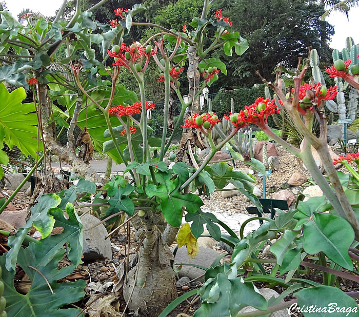 Jatrofa - Jatropha podagrica