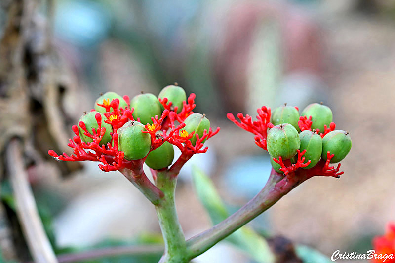 Jatrofa - Jatropha podagrica