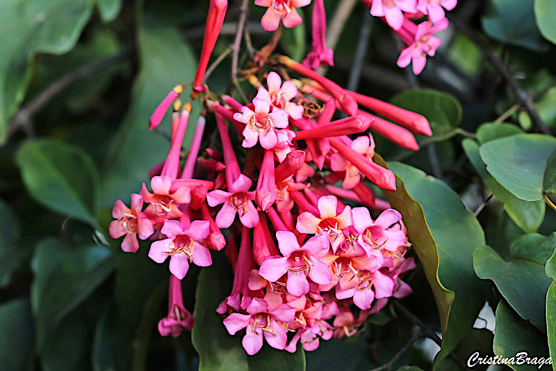 Lundia cordata