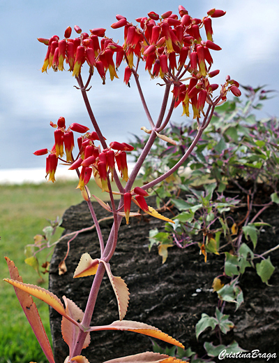 Orelha de Burro - Kalanchoe gastonis-bonnieri - Flores e Folhagens