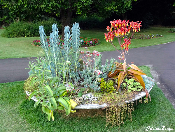 Orelha de Burro - Kalanchoe gastonis-bonnieri