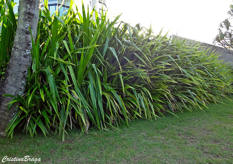 Pândano - Pandanus veitchii