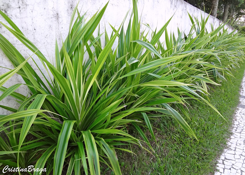 Pândano - Pandanus veitchii