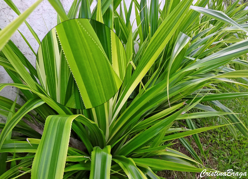 Pândano - Pandanus veitchii