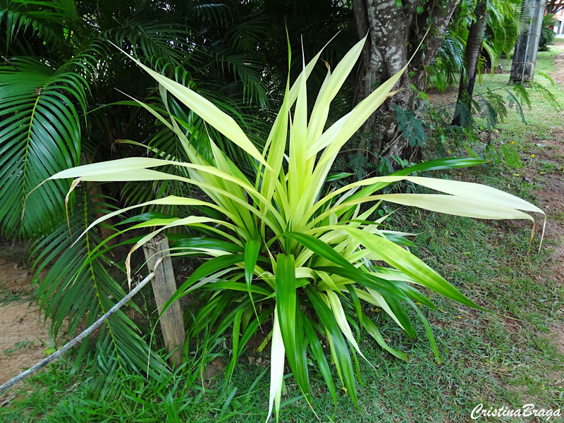 Pândano - Pandanus veitchii