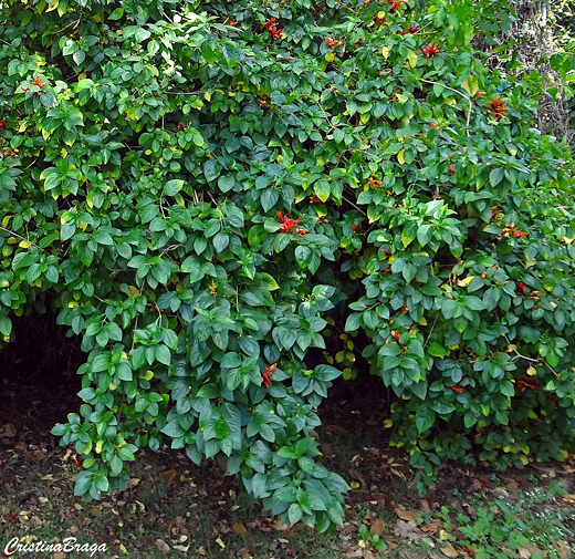 Planta coelhinho - Ruttya fruticosa
