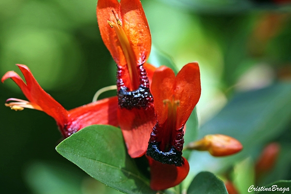 Planta coelhinho - Ruttya fruticosa