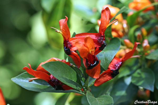 Planta coelhinho - Ruttya fruticosa