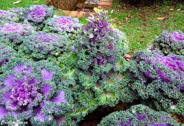 Repolho ornamental - Brassica oleracea acephala