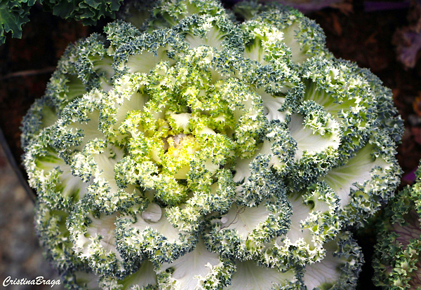 Repolho ornamental - Brassica oleracea acephala