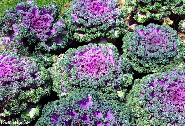 Repolho ornamental - Brassica oleracea acephala