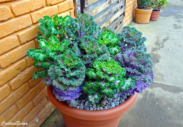 Repolho ornamental - Brassica oleracea acephala