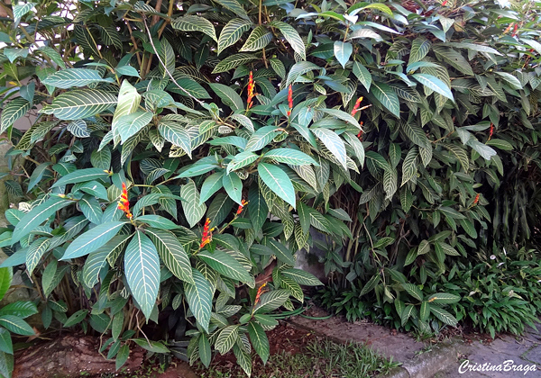 Sanquesia - Sanchezia speciosa