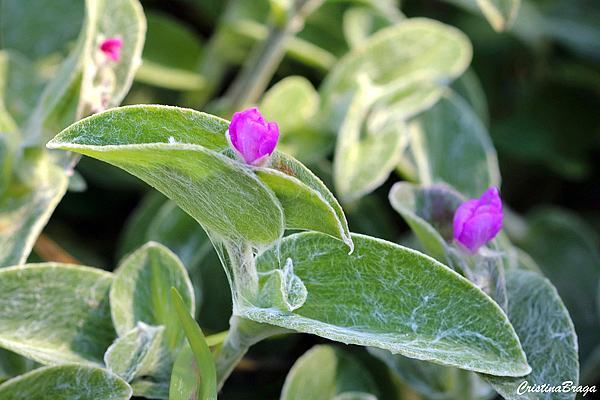 Veludo Branco - Tradescantia sillamontana