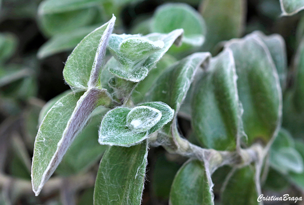 Veludo Branco - Tradescantia sillamontana