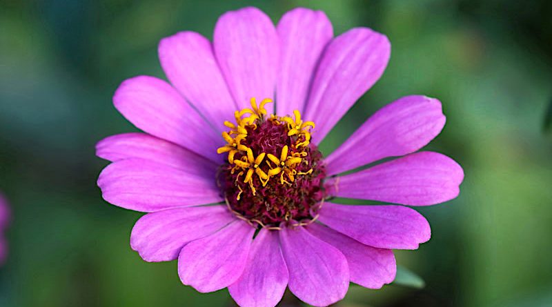 Zinia - Zinnia elegans - Flores e Folhagens