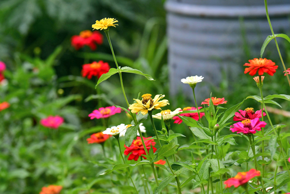 Zinia - Zinnia elegans