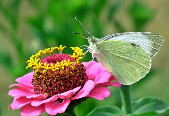 Zinia - Zinnia elegans