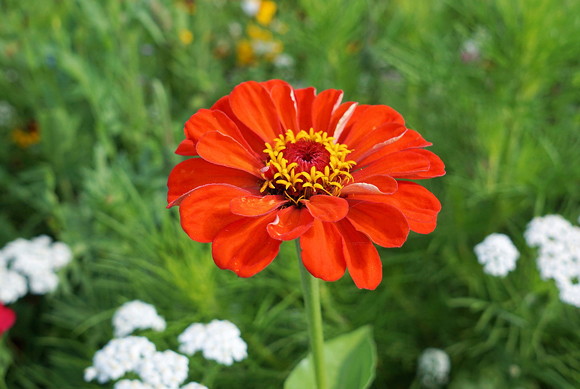 Zinia - Zinnia elegans