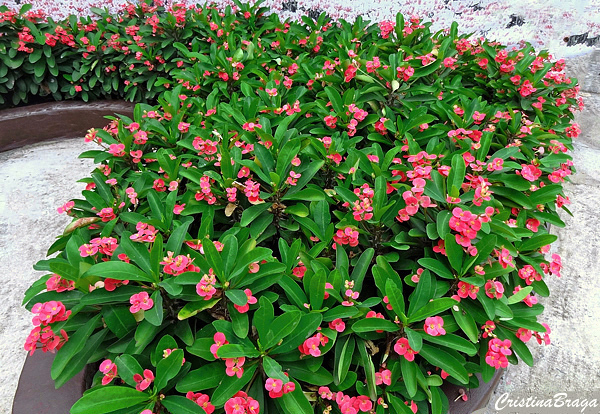 Coroa de Cristo - Euphorbia milii