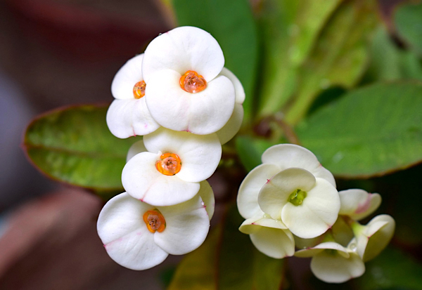 Coroa de Cristo - Euphorbia milii