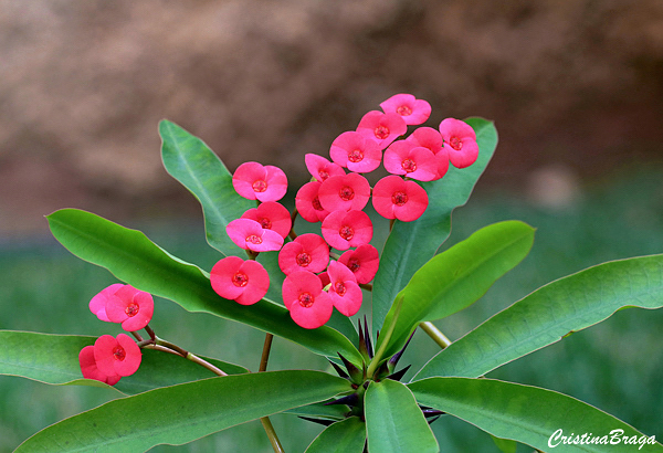 Coroa de Cristo - Euphorbia milii