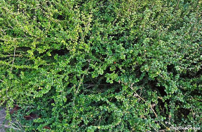 Cruz de malta - Malpighia aquifolia
