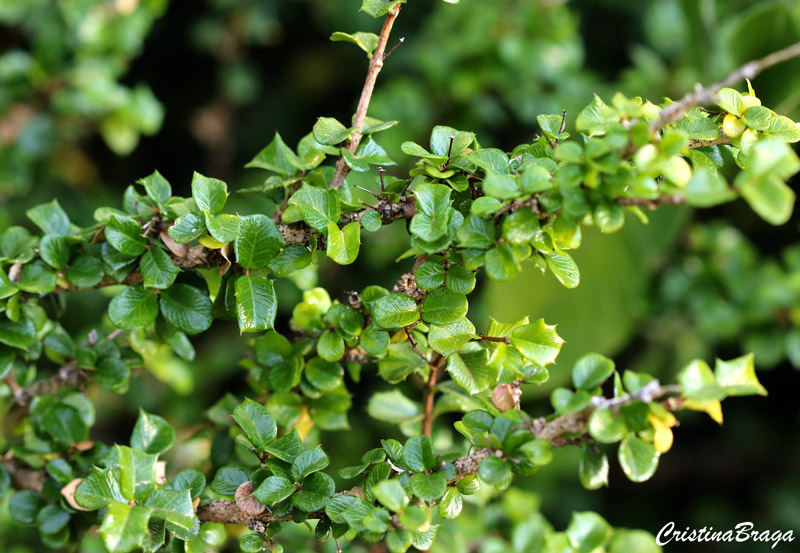 Cruz de malta - Malpighia aquifolia